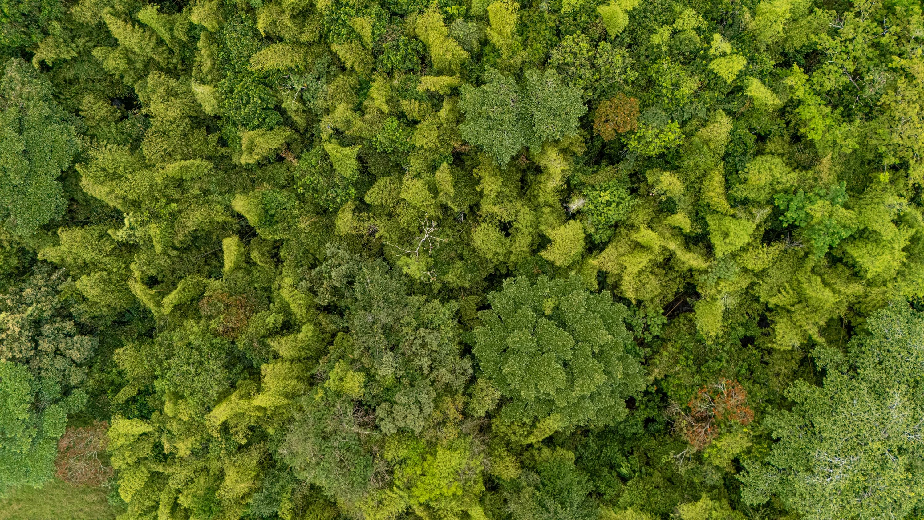 Vista aérea del bosque que rodea Finca Cuatro Gatos en Támesis